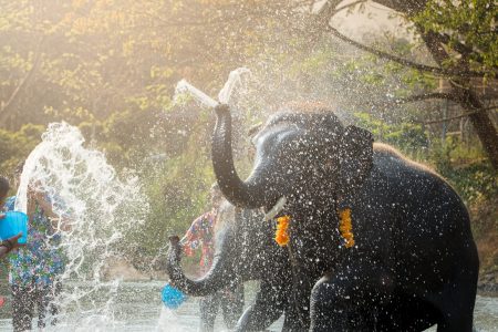 Samui Elephant Kingdom