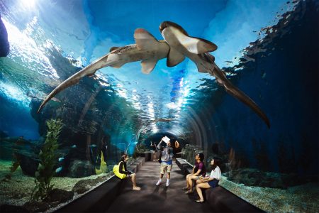 Madame Tussauds + Sea Life Ocean